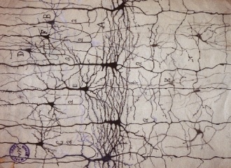neuronas-ramon-y-cajal